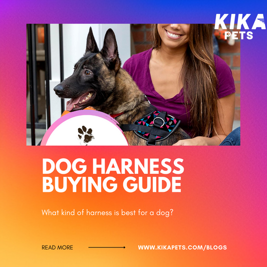 What kind of harness is best for a dog?