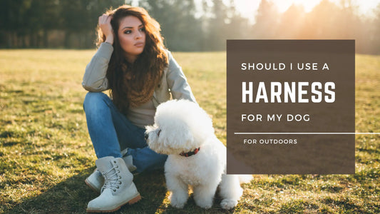 should I Use a Harness on my Dog - KIKA Pets